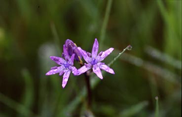 scilla 2.jpg